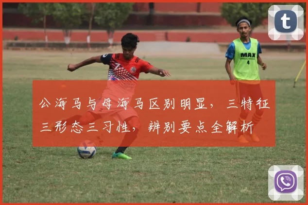公海马与母海马区别明显，三特征三形态三习性，辨别要点全解析
